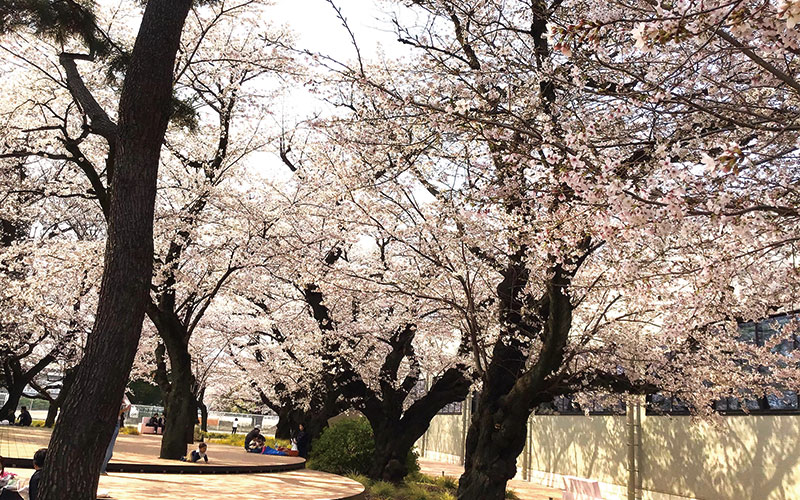 1号棟お花見に行きました。